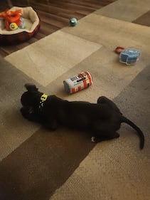 Check out all the adorable photos you sent us of your dogs for National Dog Day!