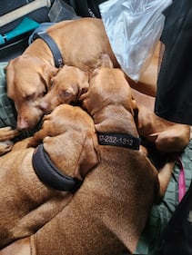 Check out all the adorable photos you sent us of your dogs for National Dog Day!