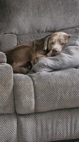 Check out all the adorable photos you sent us of your dogs for National Dog Day!