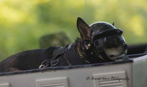 Check out all the adorable photos you sent us of your dogs for National Dog Day!