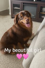 Check out all the adorable photos you sent us of your dogs for National Dog Day!