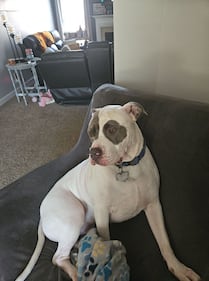 Check out all the adorable photos you sent us of your dogs for National Dog Day!