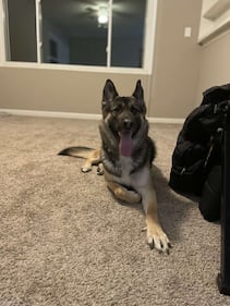 Check out all the adorable photos you sent us of your dogs for National Dog Day!