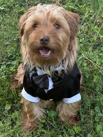 Check out all the adorable photos you sent us of your dogs for National Dog Day!