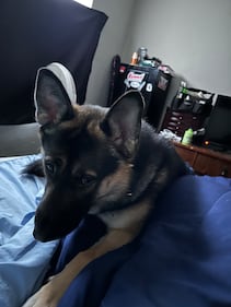 Check out all the adorable photos you sent us of your dogs for National Dog Day!