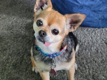 Check out all the adorable photos you sent us of your dogs for National Dog Day!