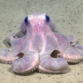 Octopus