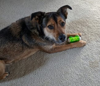 Check out all the adorable photos you sent us of your dogs for National Dog Day!