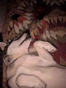 Check out all the adorable photos you sent us of your dogs for National Dog Day!