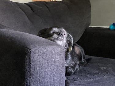 Check out all the adorable photos you sent us of your dogs for National Dog Day!