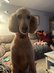 Check out all the adorable photos you sent us of your dogs for National Dog Day!