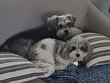 Check out all the adorable photos you sent us of your dogs for National Dog Day!