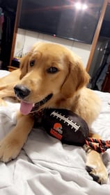 Check out all the adorable photos you sent us of your dogs for National Dog Day!