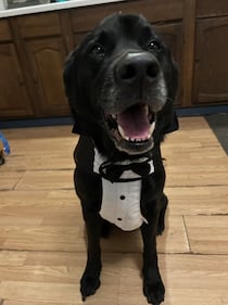 Check out all the adorable photos you sent us of your dogs for National Dog Day!