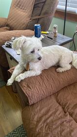 Check out all the adorable photos you sent us of your dogs for National Dog Day!