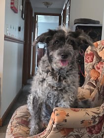 Check out all the adorable photos you sent us of your dogs for National Dog Day!