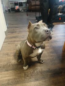 Check out all the adorable photos you sent us of your dogs for National Dog Day!