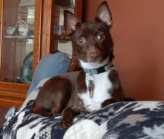 Check out all the adorable photos you sent us of your dogs for National Dog Day!