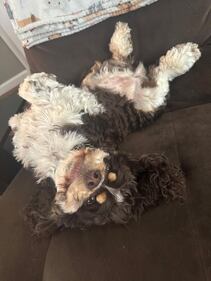 Check out all the adorable photos you sent us of your dogs for National Dog Day!