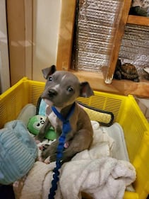 Check out all the adorable photos you sent us of your dogs for National Dog Day!