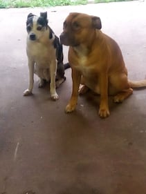 Check out all the adorable photos you sent us of your dogs for National Dog Day!