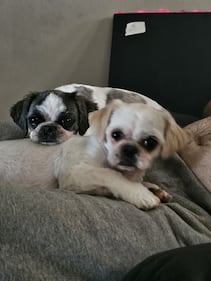 Check out all the adorable photos you sent us of your dogs for National Dog Day!