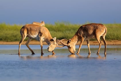 Saiga antelope