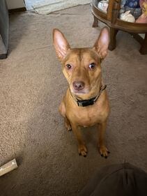 Check out all the adorable photos you sent us of your dogs for National Dog Day!