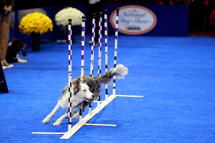 National Dog Show