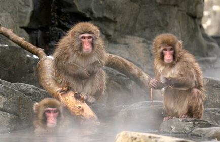 Snow monkeys