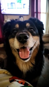 Check out all the adorable photos you sent us of your dogs for National Dog Day!