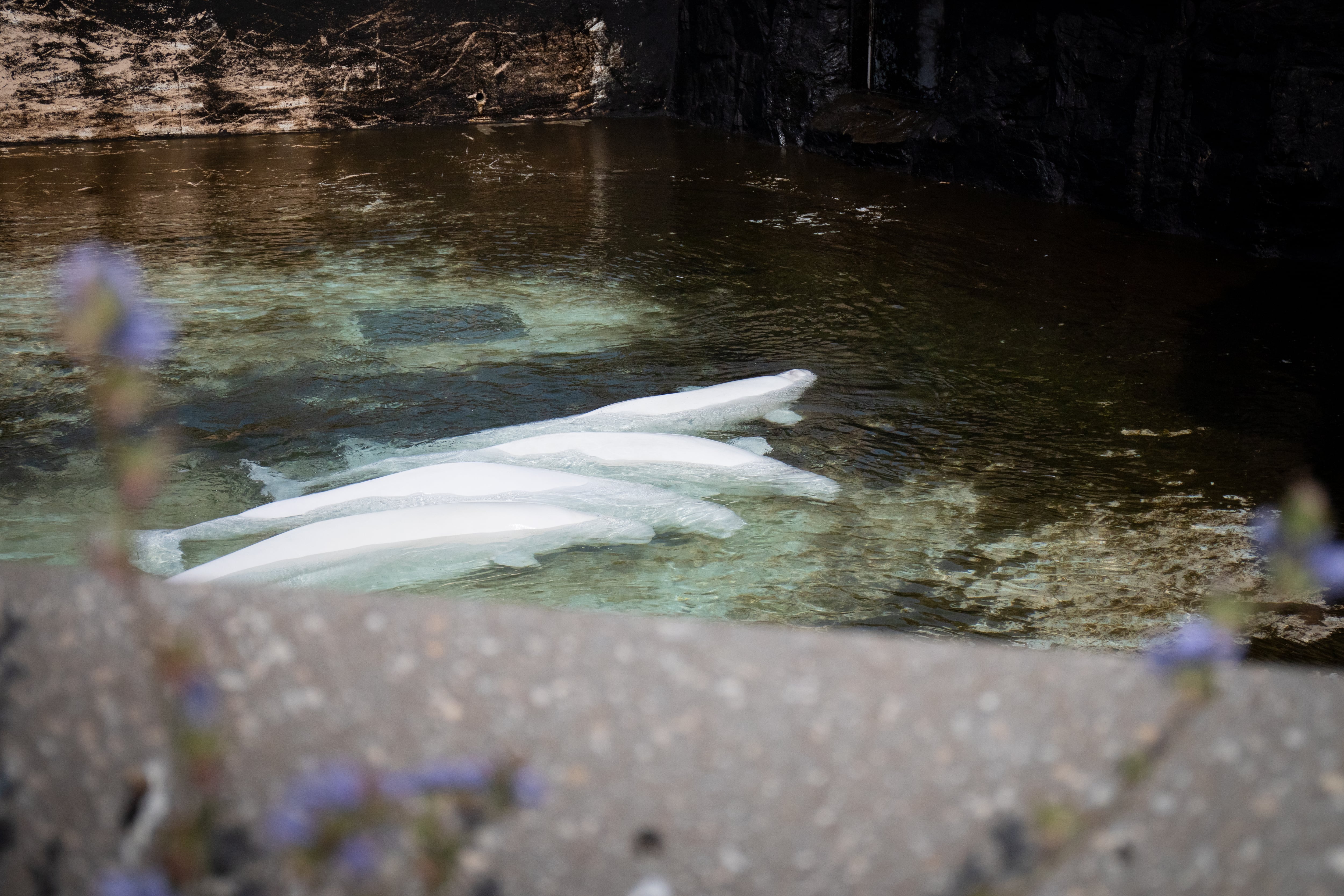 Beluga whale rescue