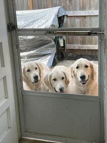 Check out all the adorable photos you sent us of your dogs for National Dog Day!