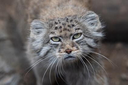 Pallas’s cat