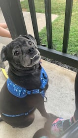 Check out all the adorable photos you sent us of your dogs for National Dog Day!