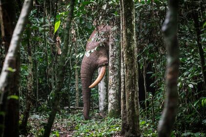 forest elephant