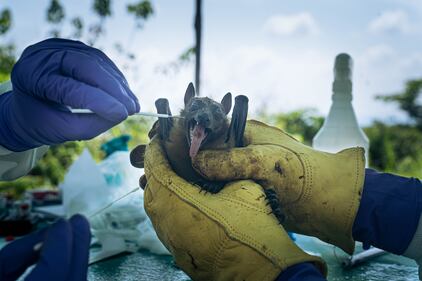 straw-colored fruit bat