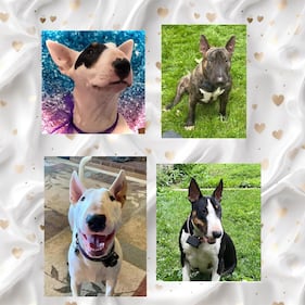 Check out all the adorable photos you sent us of your dogs for National Dog Day!