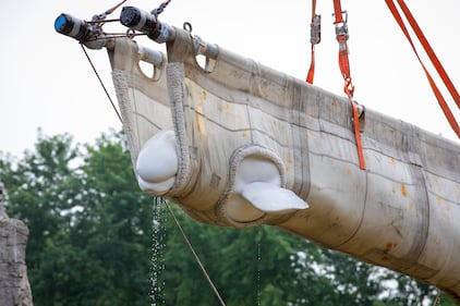 Beluga whale rescue