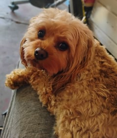 Check out all the adorable photos you sent us of your dogs for National Dog Day!