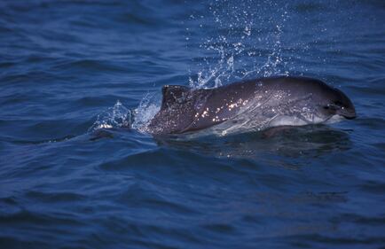 harbor porpoises