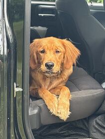 Check out all the adorable photos you sent us of your dogs for National Dog Day!