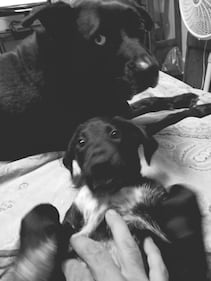 Check out all the adorable photos you sent us of your dogs for National Dog Day!