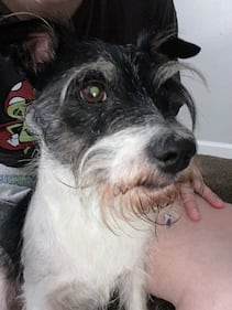 Check out all the adorable photos you sent us of your dogs for National Dog Day!