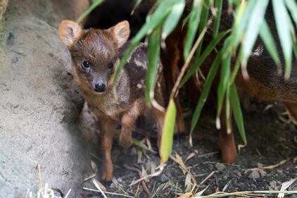 pudu fawn