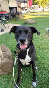 Check out all the adorable photos you sent us of your dogs for National Dog Day!