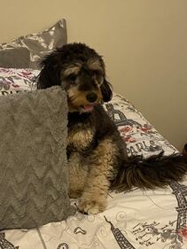 Check out all the adorable photos you sent us of your dogs for National Dog Day!