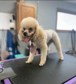 Check out all the adorable photos you sent us of your dogs for National Dog Day!