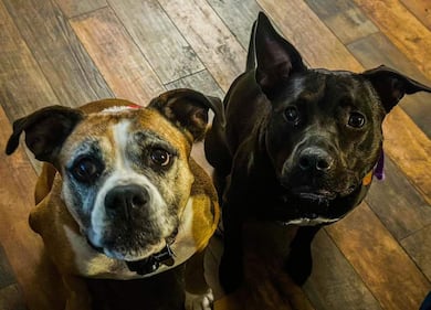 Check out all the adorable photos you sent us of your dogs for National Dog Day!