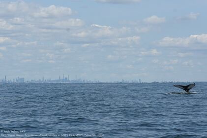 Humpback whale